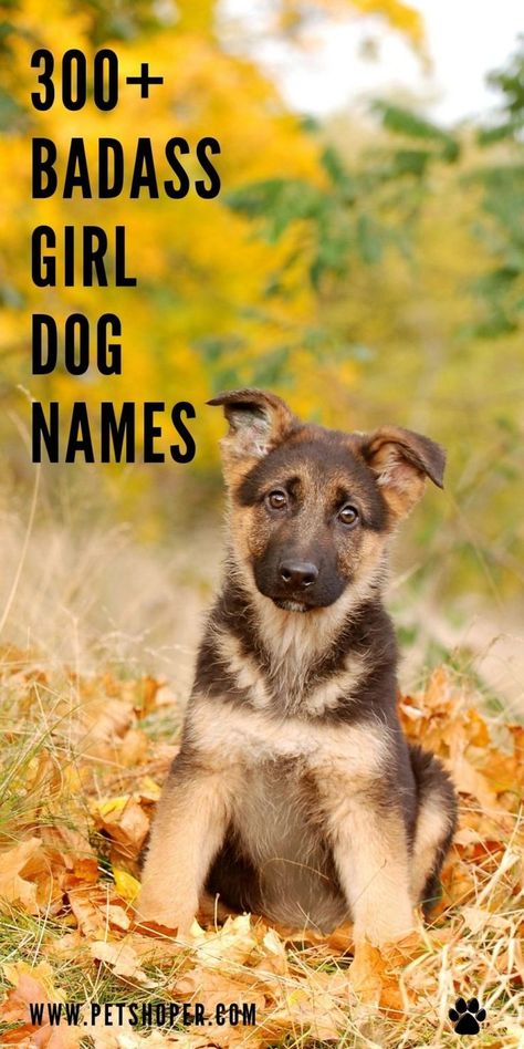 A tough female dog deserves a name that reflects her tough nature and her resilience. Here, you will find the best badass girl dog names. #BadassGirlDogNames #DogNames Strong Dog Names Girl, Female Dog Names List, Southern Dog Names, Strong Dog Names, Puppy Names Unique, Country Dog Names, Brown Dog Names, Girl Dog Names Unique, Tough Dog Names