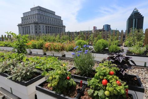 Spectacular Rooftop Gardens: These sky-high urban green spaces and edible gardens will grow on you. Rooftop Patio Garden, Farm Vegetable Garden, Green Roof Architecture, Pergola Shade Diy, Rooftop Garden Ideas, Windows Ideas Exterior, Garden Ideas To Make, Farm Tips, Rooftop Gardens