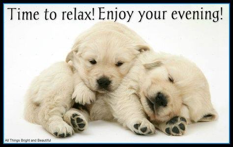 Enjoy Your Evening Quotes, Golden Retriever Wall Art, Golden Retriever Artwork, Enjoy Your Evening, Golden Retriever Art, Evening Quotes, Good Evening Greetings, Dog Kisses, Sleeping Puppies