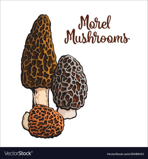 Morel Mushroom Drawing, Mushrooms Sketch, Morel Mushrooms Art, Mushroom Drawing, Edible Mushrooms, Morel Mushroom, Sketch Style, Grow Bags, Design Grafico