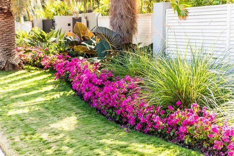 Tropical Front Yard, Plants That Like Shade, Florida Landscaping Ideas, Small Tropical Gardens, Florida Front Yard, Zone 8b, Tropical Landscape Design, Florida Landscape, Florida Landscaping