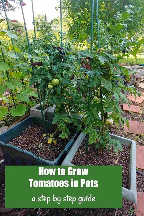 Discover the joy of growing tomatoes in pots! 🍅🌿 Our guide will take you through the art of container gardening, offering expert tips on selecting the right pots, choosing compact varieties, and picking the right soil for homegrown tomatoes in limited space. Get tips on The Gardening Cook. How To Grow Tomatoes In A Pot, Potted Tomato Plants, Tomato Container Gardening, Growing Tomatoes In Pots, Outdoor Garden Diy, Watering Tomatoes, Tomato Problems, Tomatoes In Pots, Tips For Growing Tomatoes