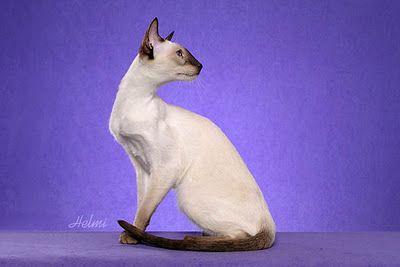 Modern siamese cat.  Slender body and head, almond shaped eyes and oversized ears. Cats Siamese, Cat References, Cat Profile, Warrior Cat Oc, Cat Breeder, Cat Oc, Siamese Kittens, Cat Reference, Fancy Cats