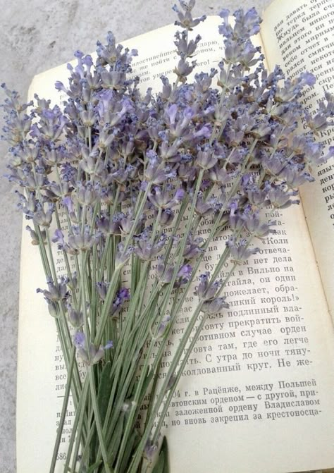 Purple Cottagecore, Tattoo Plant, Lavender Aesthetic, Lavender Haze, Soft Lavender, Lavender Plant, Nothing But Flowers, Lovely Lavender, Plant Aesthetic