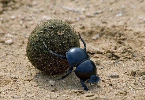 10 Insects with Amazing Superpowers | Toptenz.net Interesting Insects, Bug Design, Dung Beetle, Nature Studies, Today Images, Stag Beetle, Bug Art, Incredible Creatures, Big 5