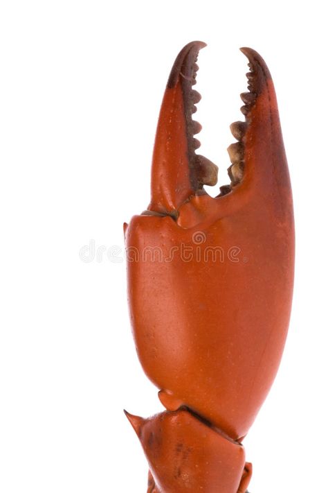 Crab Claw Macro. Isolated macro image of a crab's claw , #SPONSORED, #Macro, #Isolated, #Crab, #Claw, #crab #ad Crab Anatomy, Crab Photo, Theatre Bizarre, Crab Feed, Lobster Party, Chilli Crab, Sushi Box, Crab Tattoo, Creature Reference