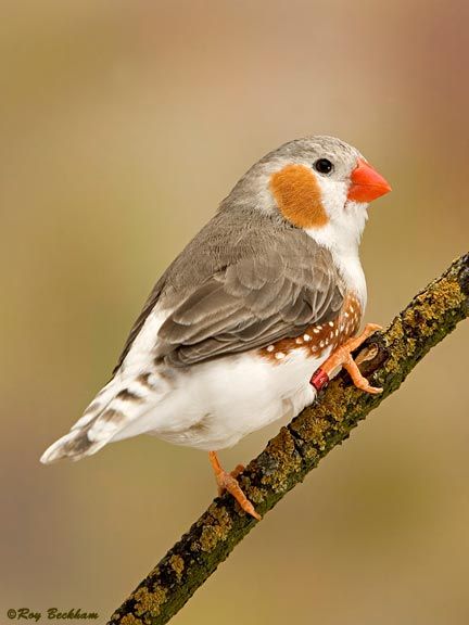 Heard the name Finch in a book I was listening too. I like it!! What about for a cat?!! Penguin Zebra Finch Cat Penguin, Zebra Finches, Bird Pet, Snow Rose, Zebra Finch, Finches Bird, African Cichlids, Kinds Of Birds, Australian Birds