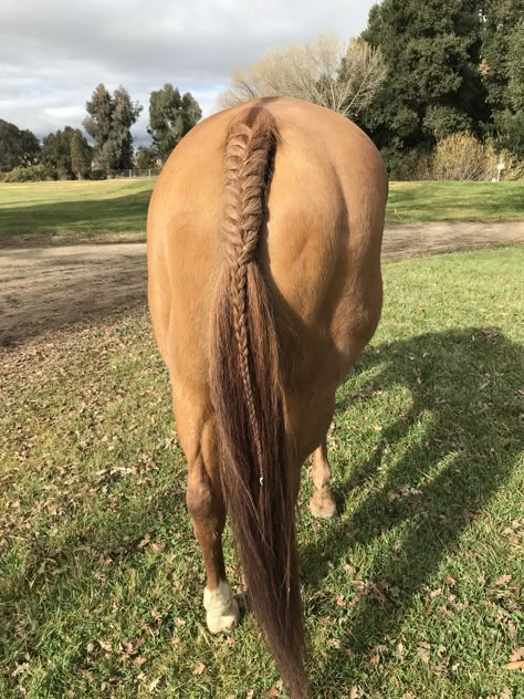 I love this tail braid!!❤️❤️ How To Braid A Horse Tail, Horse Main Braiding, Horse Tail Braiding, Horse Braids Tail, Braided Horse Mane, Braided Horse Tail, Tail Braids Horse, Horse Mane Braids Westerns, Horse Tail Braid Ideas