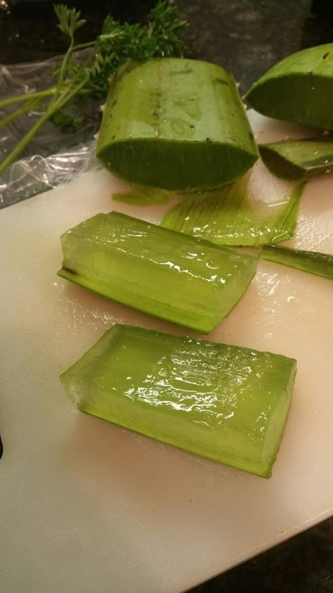 Freshly cut aloe vera plant Aloe Vera Plant Aesthetic, Aloe Vera Aesthetic, Plant In Bathroom, Bone Broth Collagen, Aloe Vera Plant Care, Skincare To Buy, Magnesium Powder, Companion Planting Vegetables, Ways To Destress