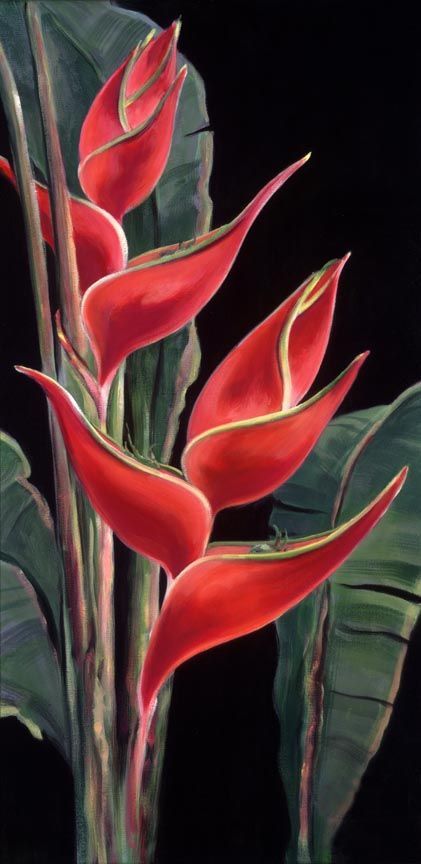 Heliconia Flower, African Drawings, Floral Paintings Acrylic, Line Art Flowers, Garden Mural, Tropical Painting, Fruit Flowers, Plant Painting, Flower Art Images