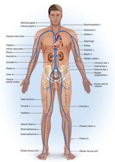 The major systemic veins are as follows: Jugular (Internal and External), brachiocephalic, subclavian, cephalic, brachial, ulnar, radial, common iliac, femoral, great saphenous, popliteal, and tibial. The veins return the blood back to the heart; venous return. Human Body Organs, Basic Anatomy, Body Diagram, Basic Anatomy And Physiology, Human Body Anatomy, Health And Fitness Magazine, Human Anatomy And Physiology, Healthy Diet Tips, Medical Anatomy