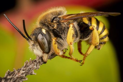 With a name like “killer bee,” this question might seem a little silly. After all, a bee that can kill is something to be afraid of! Let’s learn more about killer bees and find out why they’ve been given this frightening moniker. Bee Killer, All About Bees, Bee Removal, Bee Sting, Born To Be Wild, Dump A Day, Natural History Museum, Bookish Things, Honey Bees