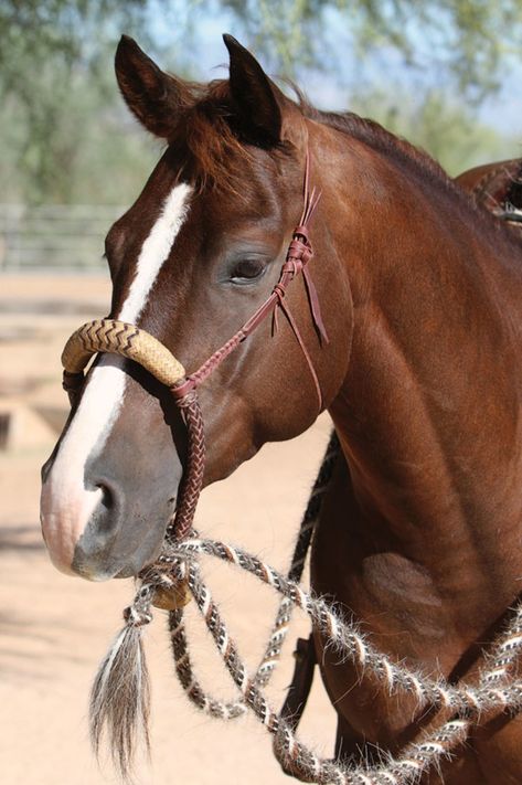 Get a Handle on Hackamores. Hone your horse-headgear knowledge, and learn the ins and outs of the traditional hackamore. Hackamore Bridle, Horse Training Ground Work, Rawhide Braiding, Bitless Bridle, Reining Horses, Horse Info, Horse Riding Clothes, Cowboy Gear, Western Tack