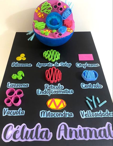 Plant Cell Project, Cell Model Project, Animal Cell Project, Presentation Ideas For School, Cells Project, Biology Projects, خريطة ذهنية, Cell Model, Penanda Buku