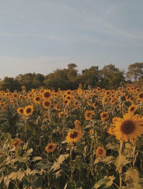 Aesthetic sunflower Image Positive, Sunflower Pictures, Sunflower Wallpaper, Sunflower Fields, Yellow Aesthetic, Mellow Yellow, Nature Aesthetic, Love Flowers, Summer Aesthetic