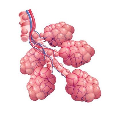 Anatomy alveoli. The air space in the lungs through which oxygen and carbon dioxide are exchanged. Vector illustration 7781778 Vector Art at Vecteezy Anatomy Clipart, Lung Anatomy, Portfolio Ideas, Air Space, Carbon Dioxide, Anatomy Art, Lungs, Art Portfolio, Biology