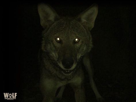 Reflective Eyes Animal, Animal Eyes At Night, Wolves Eyes, Tapetum Lucidum, Wolf Conservation Center, Werewolf Aesthetic, Wolf Eyes, Horror Themes, Red Wolf