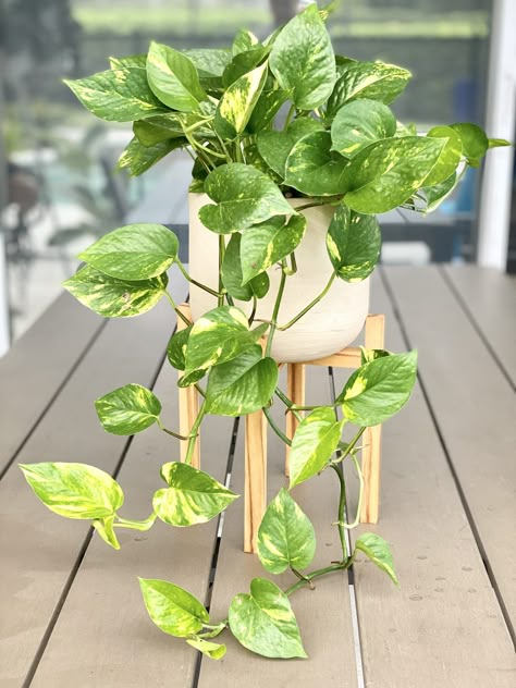 Golden Pothos Care, Pothos In Water, Pothos Care, Tattoo Plant, Household Plants, Golden Pothos, Plants Care, Plant Care Houseplant, Plant Wishlist