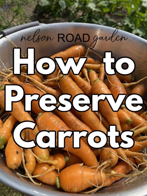 Save your abundant carrot harvest for the off season. Store them properly to enjoy the same flavor and texture months later! How To Harvest Carrots, Carrot Preservation, Can You Freeze Carrots, How To Save Fresh Carrots, Preserving Carrots From Garden, How To Preserve Carrots From The Garden, Preserving Carrots, Carrot Harvest, Harvesting Carrots