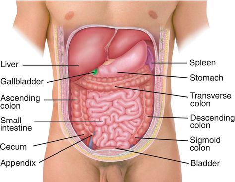 Biology Images, Abdominal Cavity, Thoracic Cavity, Medical Dictionary, Medical Questions, Human Anatomy And Physiology, Medical Terms, Abdominal Pain, Anatomy And Physiology