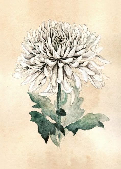 Image of White chrysanthemum                                                                                                                                                     More Chrysanthemum Flower Drawing, Chrysanthemum Flower Tattoo, Plants Drawings, Tattoo Son, Roses Plants, Chrysanthemum Tattoo, Marquesan Tattoos, White Chrysanthemum, Art Chinois