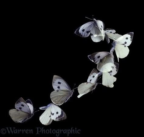 Photograph of Large White Butterfly (Pieris brassicae) female taking off. Rights managed image. Moths Flying, White Moths, Butterfly In Flight, Cabbage Butterfly, Butterflies In Flight, White Moth, Cabbage Plant, Moth Fly, White Butterflies