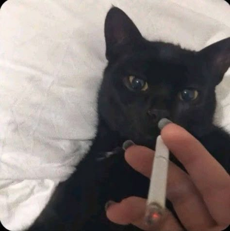 Black Cat Energy, Cat Energy, Black Cat Aesthetic, Cute Cat Memes, Cat Pfp, Cats Pictures, Silly Cats Pictures, Cute Cats Photos, Cat Meme