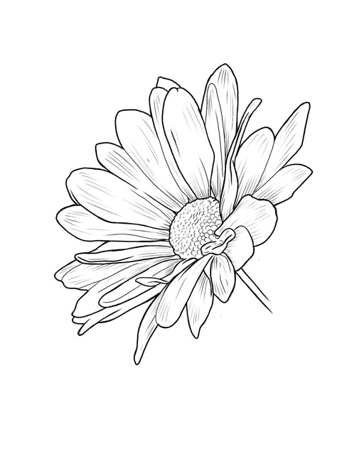 Drawing Of Chrysanthemum, Chrysanthemum Drawing Simple, College Doodles, Female Flash, Tattoo Daisy, Chrysanthemum Drawing, Printable Drawings, Pencil Flowers, Farm Logos