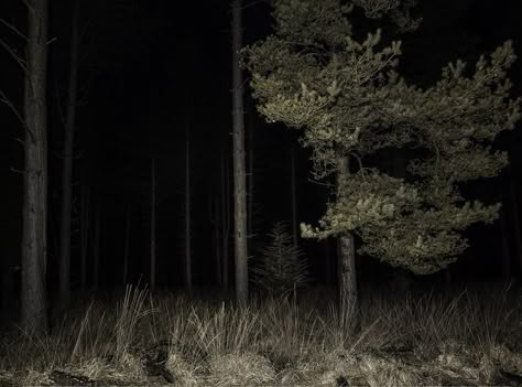 The Woods, Chris Mclean, Dark Forest Aesthetic, Creepy Backgrounds, Apocalypse Aesthetic, Blair Witch, Dark Tree, Haunted Forest, Dark Woods