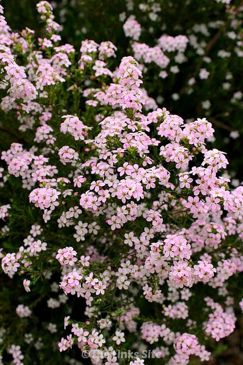 Diosmas are a very hardy plant that can provide a stunning feature in any garden and which also seem to tolerate climate extremes very well. Pink Flower Plant, Hallie Core, Pink Garden Ideas, Pink And White Garden, Pink Textile, River Garden, Seeds Growing, Country Pink, Saving Seeds