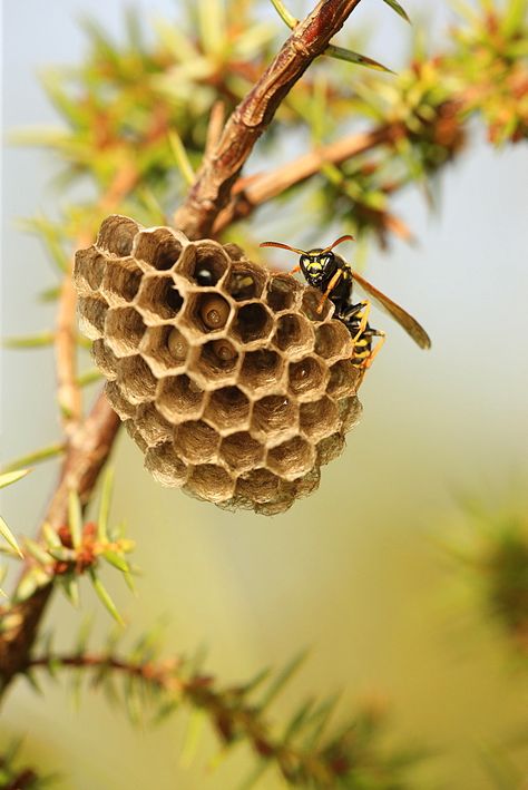 Paper wasp watching over her nest with larvae Paper Wasp, Bee Cottage, Bee Utiful, Wasp Nest, Random Object, Bee Keeper, Amazing Nature Photography, Busy Bees, Wings Of Fire