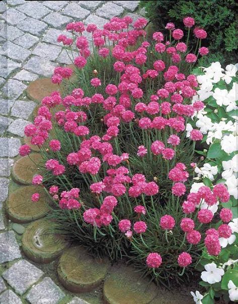 10 plantes vivaces rustiques qui nécessitent peu d'entretien Planting Dahlias, Pink Perennials, Tattoo Plant, Small Pink Flowers, Hedging Plants, Alpine Plants, Border Plants, Pink Plant, Flower Landscape