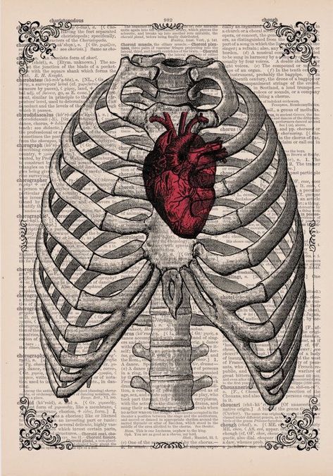 Anatomical Illustration, Dictionary Book, Medical Wallpaper, Book Page Art, Medical Art, Anatomical Heart, Human Heart, Anatomy Drawing, Vintage Poster Art