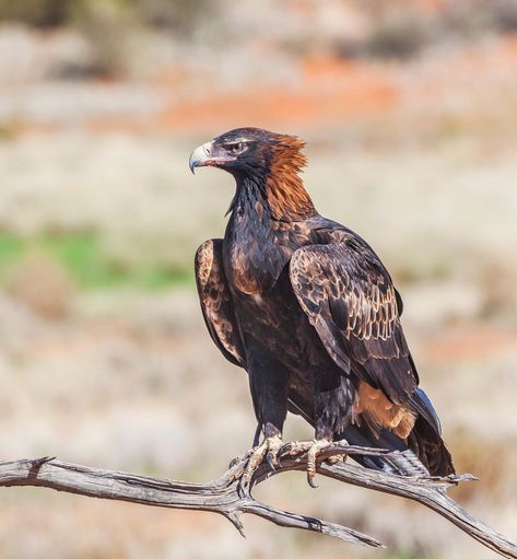 Australian Eagle Tattoo, Wedge Tailed Eagle Drawing, Aesthetic Eagle, Eagle Aesthetic, Types Of Eagles, Wedge Tailed Eagle, Eagle Symbol, Raptors Bird, Eagle Drawing