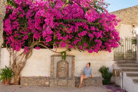 Bougainvillea Planting Ideas, Bougainvillea Wall, Fast Growing Pine Trees, Bougainvillea Trellis, Bougainvillea Care, Bougainvillea Tree, Kerala House, Front Yard Design, Budget Garden