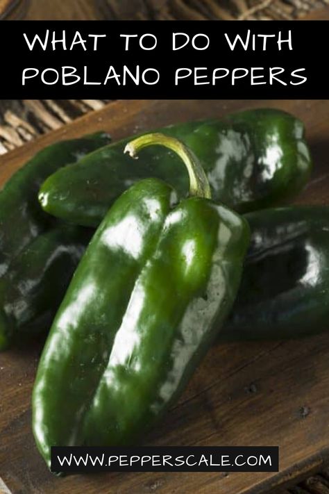 How To Use Poblano Peppers - I share tons of ways to use up these colorful green peppers. If you have a few extra ones on hand, or consider buying a few peppers at the store. Consider the Poblano. It is versatile, loaded with flavor, and will make your recipes stand out! #poblano #pepper #recipe #howtouse #guide #recipes #food #ideas Pablano Pepper Recipe, Poblano Recipes, Ground Beef Breakfast, Poblano Peppers Recipes, Poblano Pepper, Roasted Poblano Peppers, Pepper Recipes, Cooking Meals, Mexican Meals