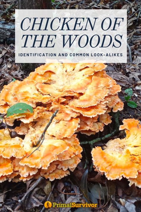 chicken of the woods mushrooms Chicken Of The Woods Mushroom, Chanterelle Recipes, Food Preserving, Medicine Recipes, Grow Mushrooms, Chicken Of The Woods, Mushroom Cultivation, Growing Your Own Food, Life As We Know It