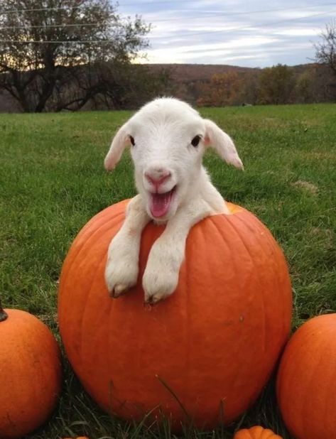 #halloween, #goat, #pumpkin, #pumpkingoat, #samhain, #fall, #falllove, #cuteanimals, Cottage Animals, Regnul Animal, Vet Assistant, Cute Goats, Counting Sheep, Baby Lamb, Baby Goats, Pretty Animals, Cute Animal Photos