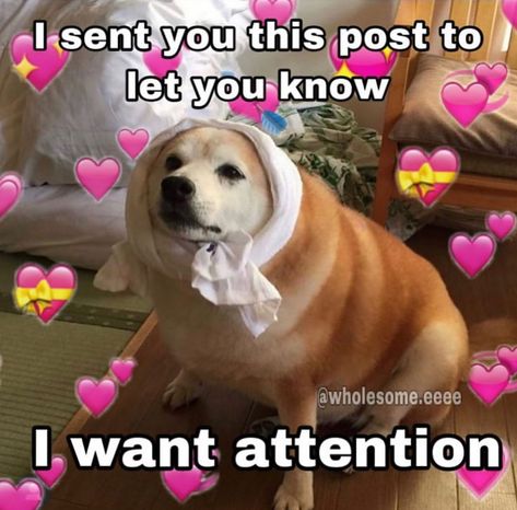 8,535 Likes, 67 Comments - @wholesome on Instagram: “Last post of 2019 hope you all have a good day , ily ❤️🧡💛💚💙💜🖤 . . . . . #wholesome #wholesomememes…” I Need Attention Reaction Pic, I Need Attention Meme, Attention Meme, I Want Attention, Little Gifts For Him, I Need Attention, Want Attention, Bf Memes, Give Me Attention