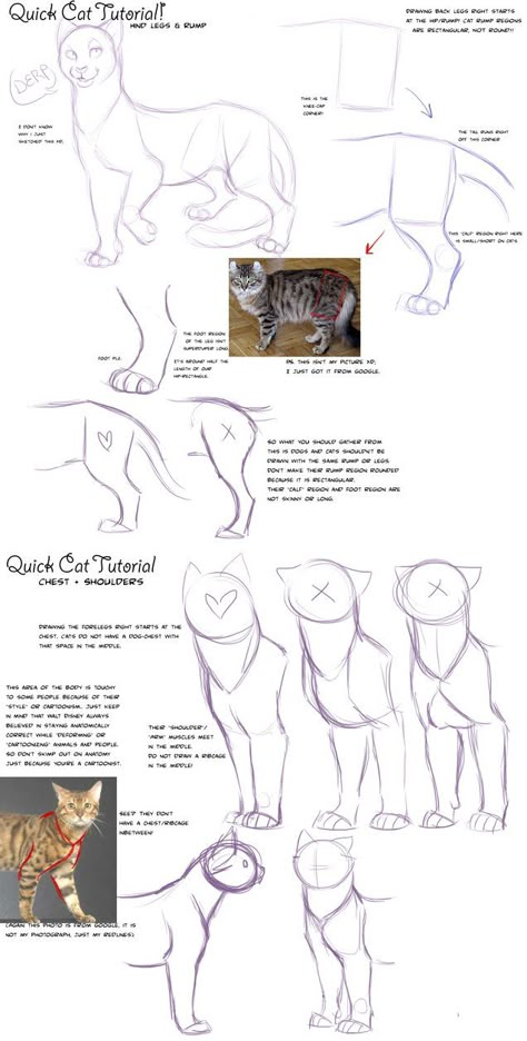 Big cat body tutorial by =KaiserTiger on deviantART How To Draw Cats, Feline Anatomy, Steps To Draw, Draw A Cat, Draw Cats, Cat Drawing Tutorial, Cat Anatomy, Warrior Cat Drawings, Anatomy Tutorial