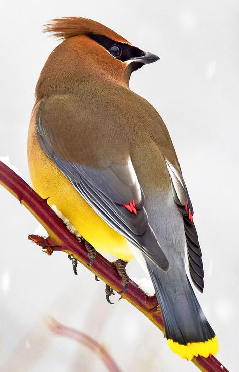 Bohemian Waxwing Bird, Cedar Waxwing Bird, Cedar Waxwing Tattoo, Animal Reference Drawing, Wax Wings, Wing Reference, Waxwing Bird, Birds Reference, Birds Sunset