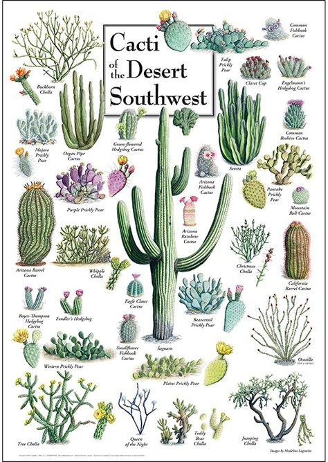 Cactus Types, Plant Tips, Desert Southwest, Water Poster, Desert Garden, Southwest Desert, Desert Oasis, Desert Cactus, 1000 Piece Puzzle