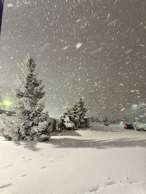 Tree With Snow, Snow Is Falling, Winter Nyc, I Love Snow, Snowy Trees, Winter Inspo, I Love Winter, Winter Vibes, Winter Scenery