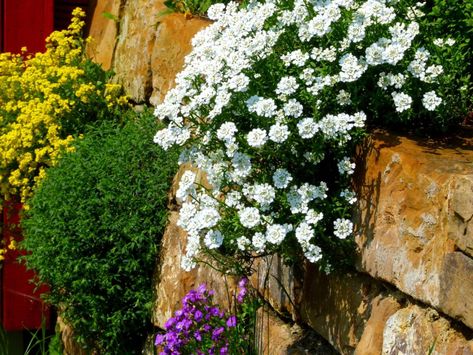 Gardening In Retaining Walls: How To Make A Living Stone Wall Rock Wall Ideas, Stone Wall Ideas, Wall Gardening, Rock Wall Gardens, Front Yard Inspiration, Horticulture Therapy, Backyard Retaining Walls, Rock Retaining Wall, Stone Walls Garden