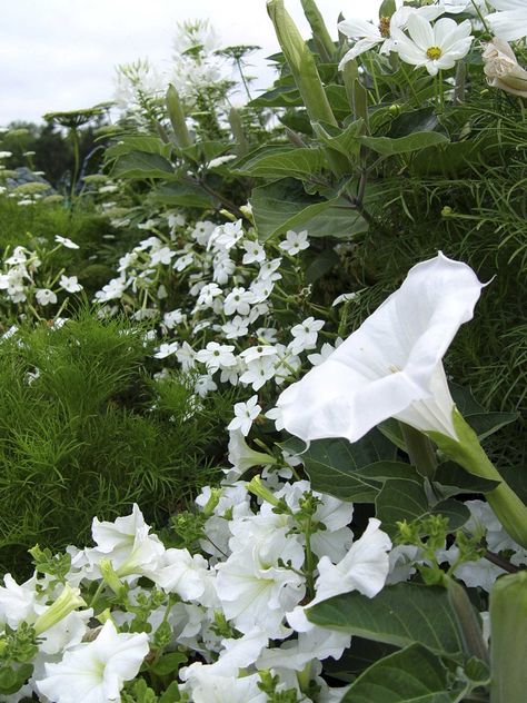 White Petunias, Preppy Flowers, Moon Gardens, Japanese Painted Fern, Deborah Silver, Moonlight Garden, Hydrangea Varieties, Autumn Clematis, Artificial Lighting