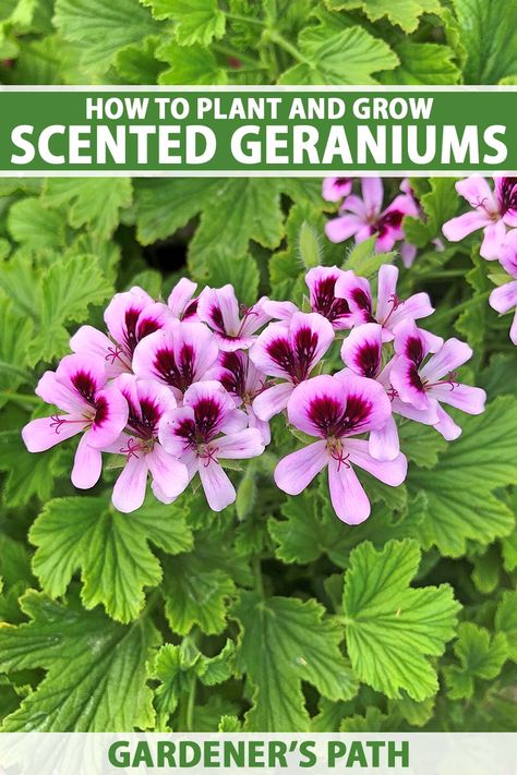 Colorful, beautiful, sweet-smelling, and flavorful, scented geraniums are a delight for the senses. These multi-purpose plants don’t enjoy the same popularity as their garden cousins, but they’re more than worthy of a spot in the yard. Learn how to grow Pelargonium now on Gardener's Path. #scentedgeranium #gardenerspath Geranium Color, Growing Geraniums, Geraniums Garden, Florida Trees, Homestead Gardening, Kitchen Gardening, Geranium Plant, Scent Garden, Scented Geranium