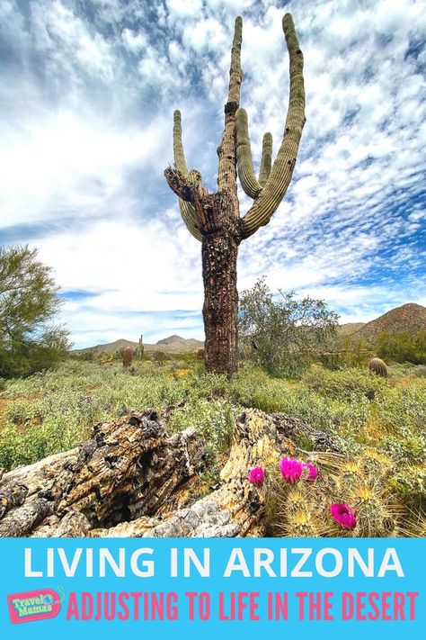 Living in Arizona - Adjusting to Life in the Desert - TravelMamas.com Things To Do In Scottsdale, La Travel Guide, Things To Do In Summer, Southwest Travel, Arizona Living, Color Songs, Arizona Vacation, Living In Arizona, Fun Summer Activities