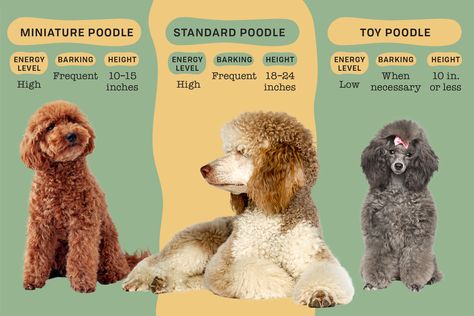 Your Guide to the 3 Types of Poodles: Toy, Miniature, & Standard Minature Poodle Haircut, Poodle Sizes Chart, Poodle Sizes, Miniature Poodle Haircuts, Toy Poodle Size, Poodle Teddy Bear Cut, Labradoodle Grooming, Grey Poodle, Dog Size Chart