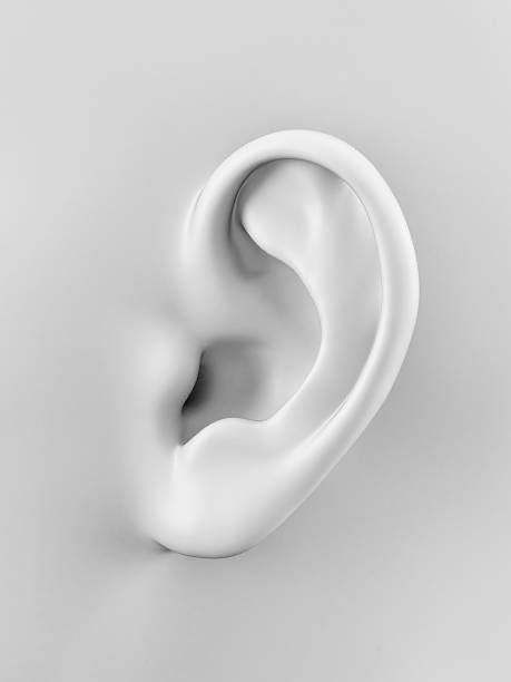 Ear Illustration Art, Ear Illustration, Ears Illustration, Ears Art, Ear Drawing, Ear Model, How To Draw Ears, 3d Karakter, Body Template