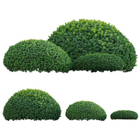 Buxus microphylla - Littleleaf Box Buxus Microphylla, Paving Texture, Outdoor Technology, Bedroom Toys, Sofa Bed Armchair, Lobby Reception, Kitchen Wall Lights, Dressing Table With Chair, Plaster Sculpture